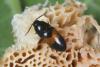 Drapetes mordelloides